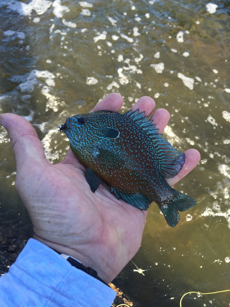 Ultralight Fly Fishing • Sulphur Creek, Lampasas Tx.